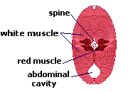 průřez těla (svalů)